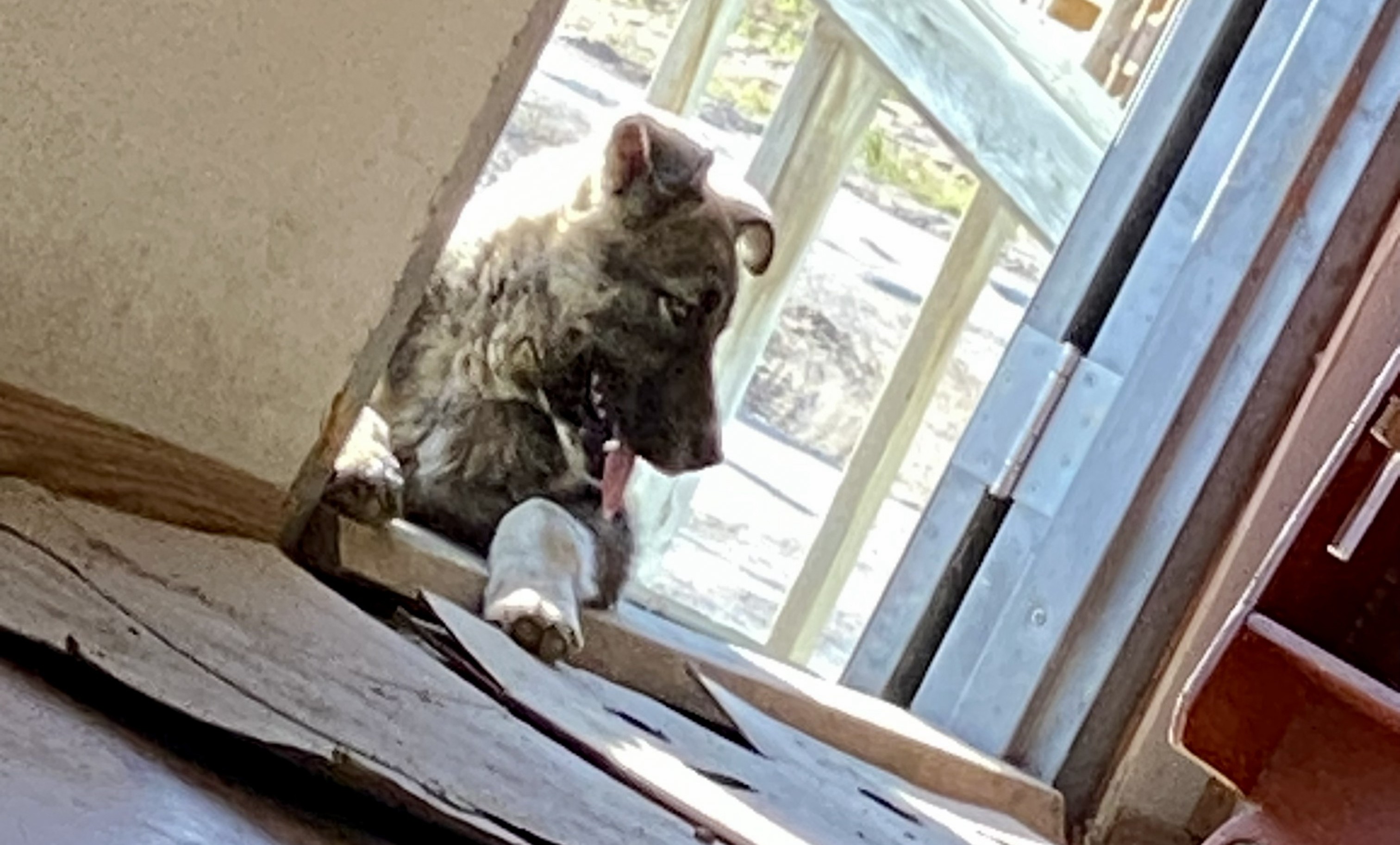 Puppy at the door