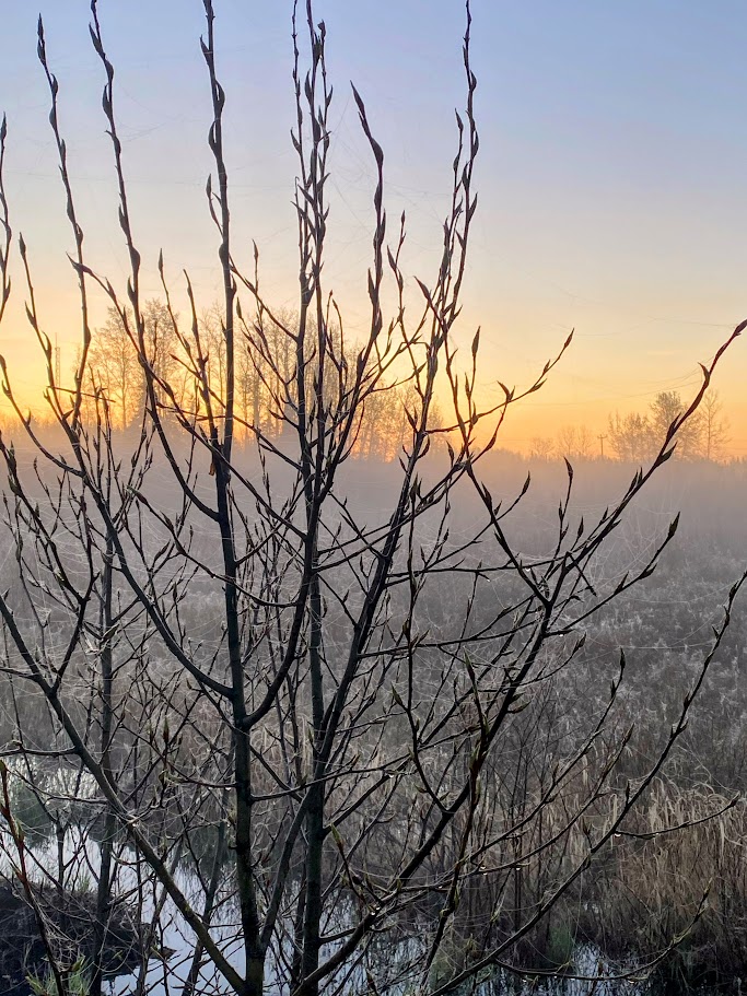 Sapling at dawn